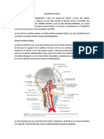 Circulacion Cerebral