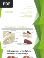 Abdominal Anatomy and Surgical Incisions | PDF | Abdomen | Aorta