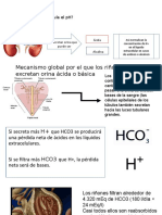 Cómo regulan los riñones el pH