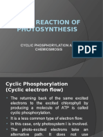 Light Reaction of Photosynthesis: Cyclic Phosphorylation and Chemiosmosis