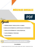Musculos Dorsales PDF