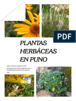 Especies Herbáceas PUNO 