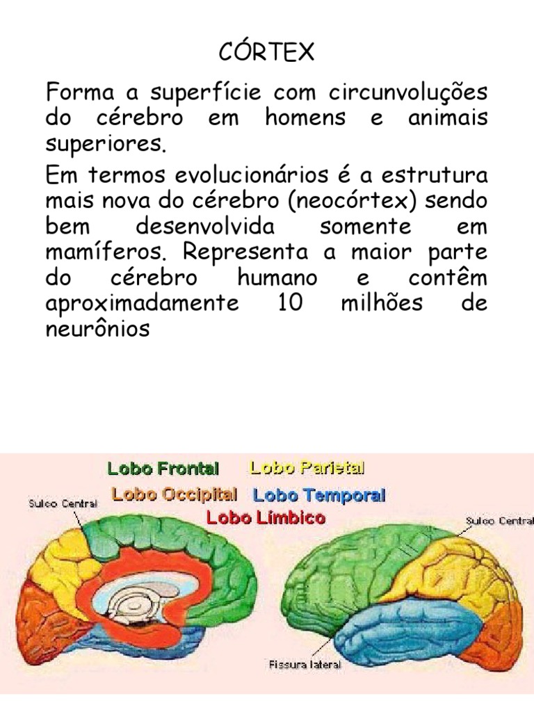 Estrutura e Funções do Córtex Cerebral | PDF, image size:768x1024