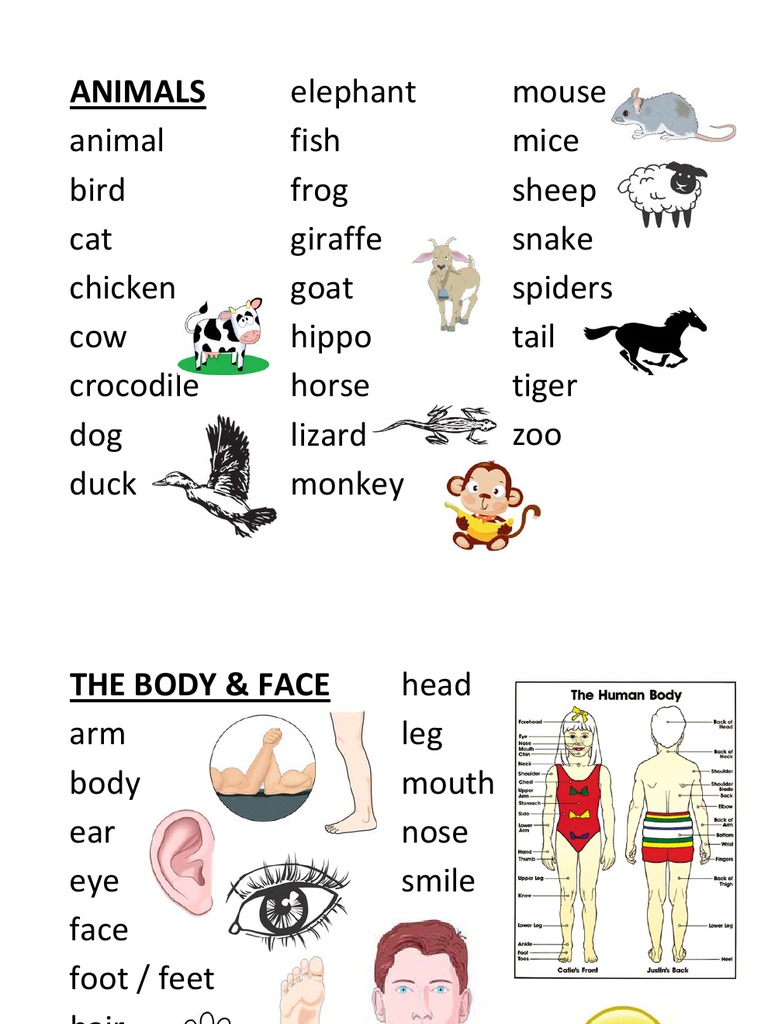 Starters Vocabulary List PDF