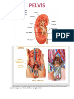 Pelvis PDF