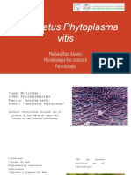 Candidatus Phytoplasma Vitis