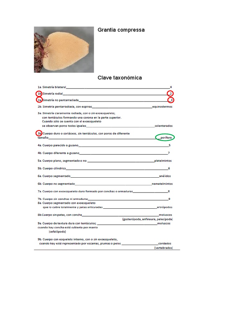 Claves Taxonómicas PDF