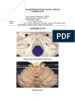 Cerebellum