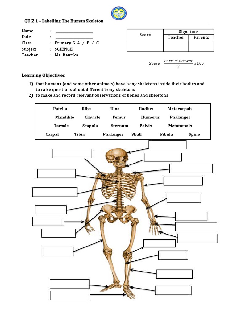 Human Bones Labeling Quiz – Free Skeleton Quiz – UERLJX