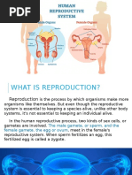 Human Reproductive System