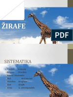 ŽIRAFE