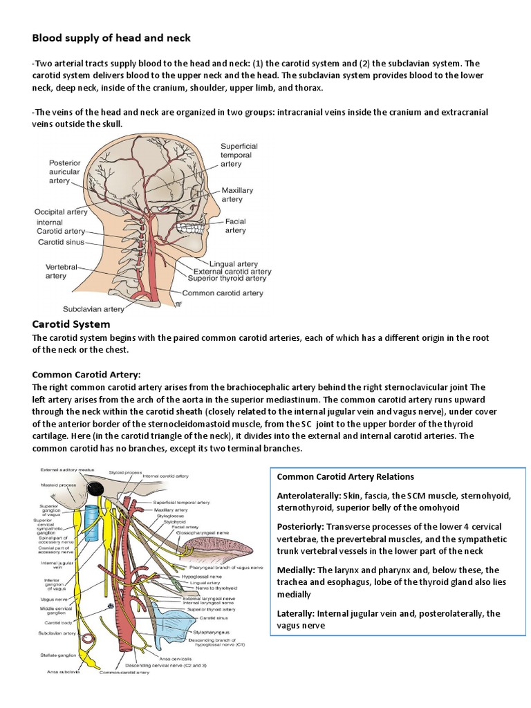 Head and Neck Blood Supply and Drainage | PDF | Common Carotid Artery ...