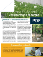 HIBRIDO F1 CATIE-CIRAD-PROMECAFE - Plegable Del Lab Al Campo