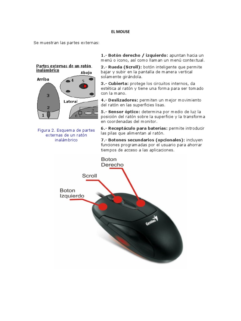 Partes y funciones del mouse inalámbrico | PDF | Hogar, jardinería y ...