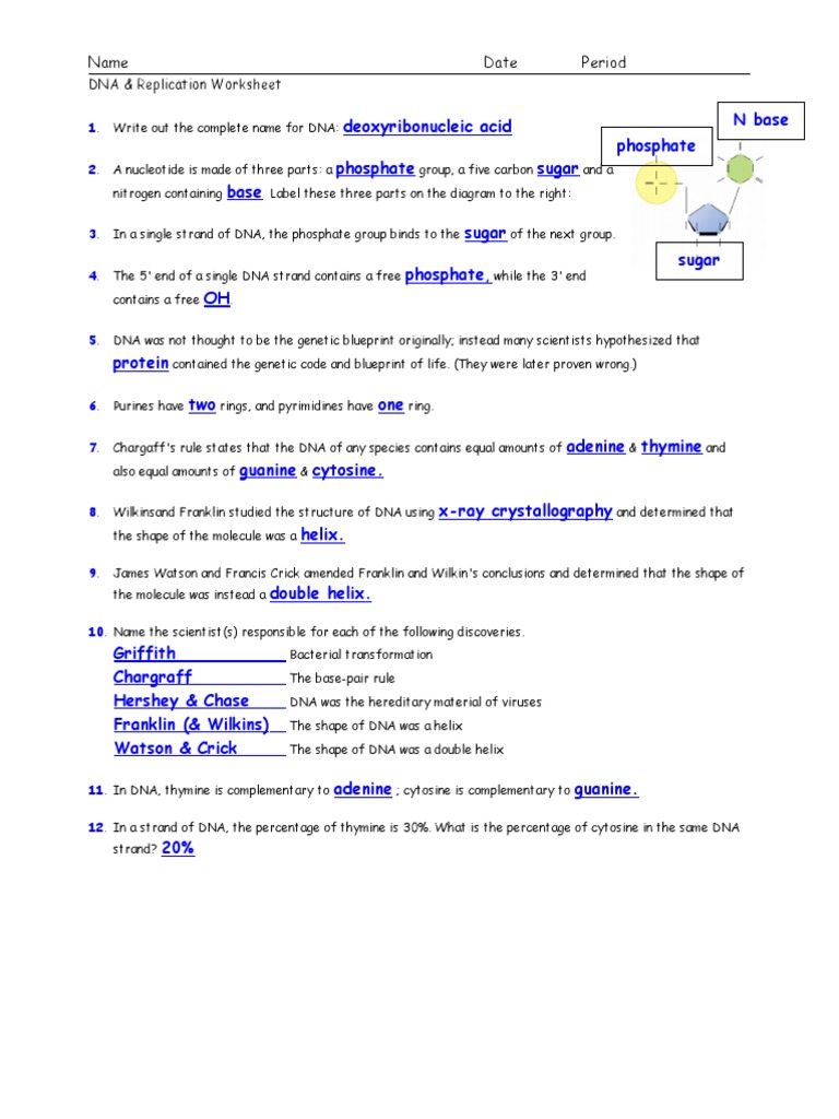 DNA and Replication Worksheet Answers | PDF | Dna Replication | Dna