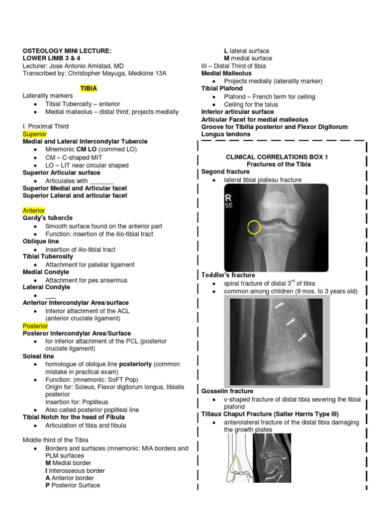 Osteology of the Lower Limb Lecture | PDF | Lower Limb Anatomy | Foot