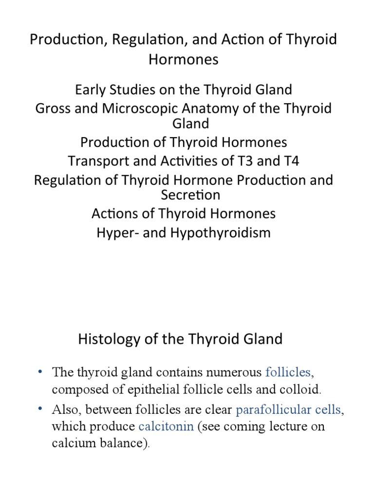 Production, Regulation, and Action of Thyroid Hormones | PDF | Thyroid ...