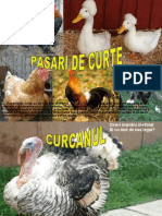 Pasari de Curte