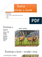 Zivotinje U Sumi