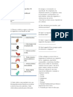 Organelas citoplasmáticas e suas funções