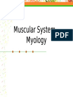 Sistem Muskuler 4