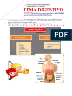 Sistema digestivo grado 3er