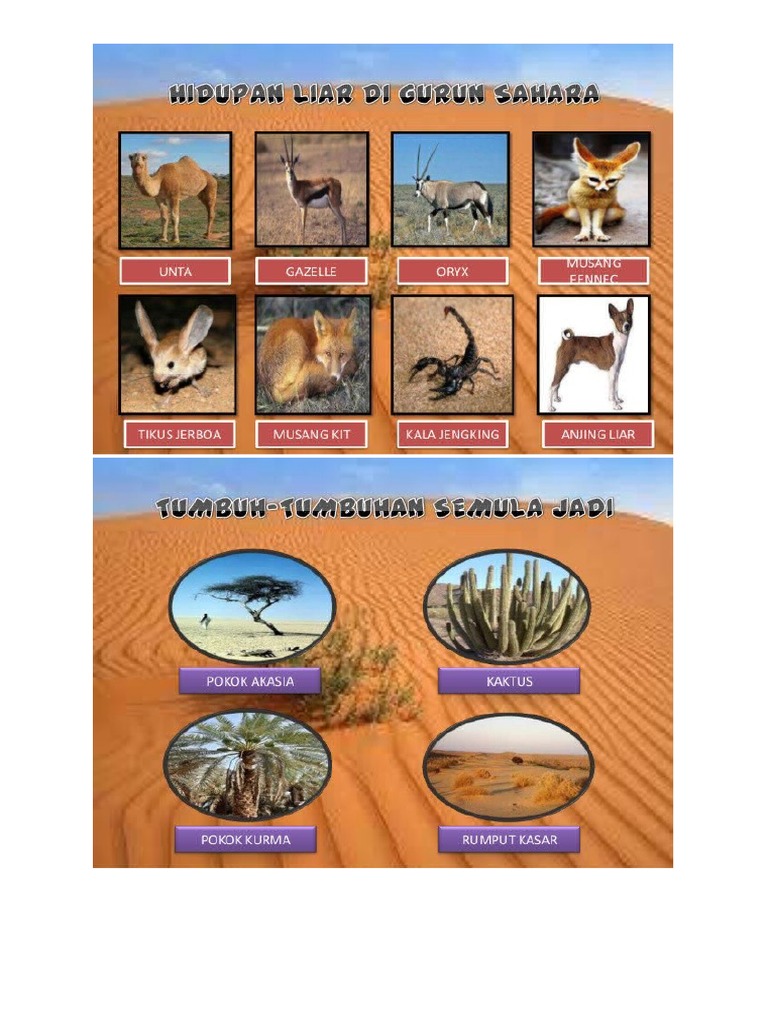 Tumbuhan Dan Haiwan Di Hutan Bab 8 Pdf