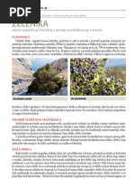 Download BONSAI - Phillyrea latifolia  zelenika by AnimaBonsai SN45975149 doc pdf