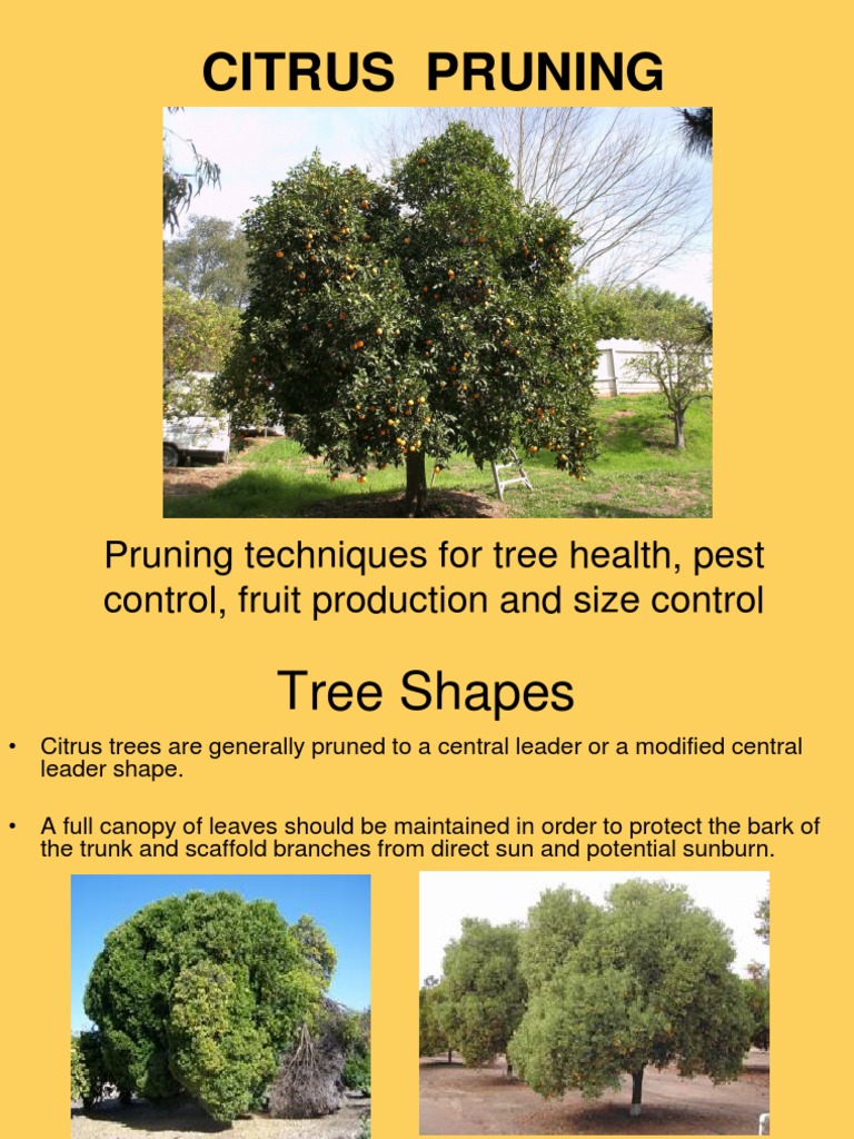 Citrus Tree Pruning Techniques Guide | PDF | Pruning | Trees