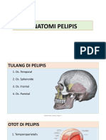 Anatomi Pelipis