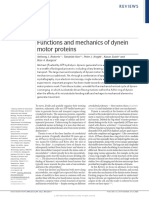 Dynein Motor Proteins PDF