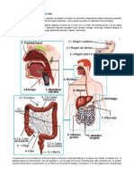 El APARATO DIGESTIVO Y LA DIGESTIÓN