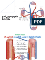 პრაქტიკული მეცადინეობა 1 ცირკულაციური სისტემა