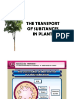 Transport in Plant