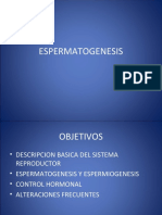 4.-ESPERMATOGENESIS