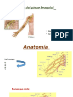 Bloqueo Del Plexo Braquial