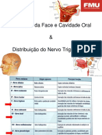 Inervação da Face e Cavidade Oral pelo Nervo Trigêmeo