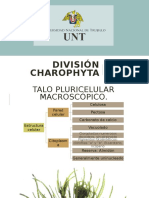 División Charophyta