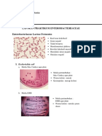Laporan Praktikum Enterobacteriaceae - Faizah Maulida Saskia - C - 051811133167 PDF