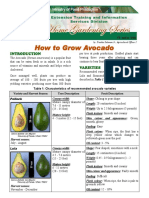 How To Grow Avocado: Table 1: Characteristics of Recommended Avocado Varieties
