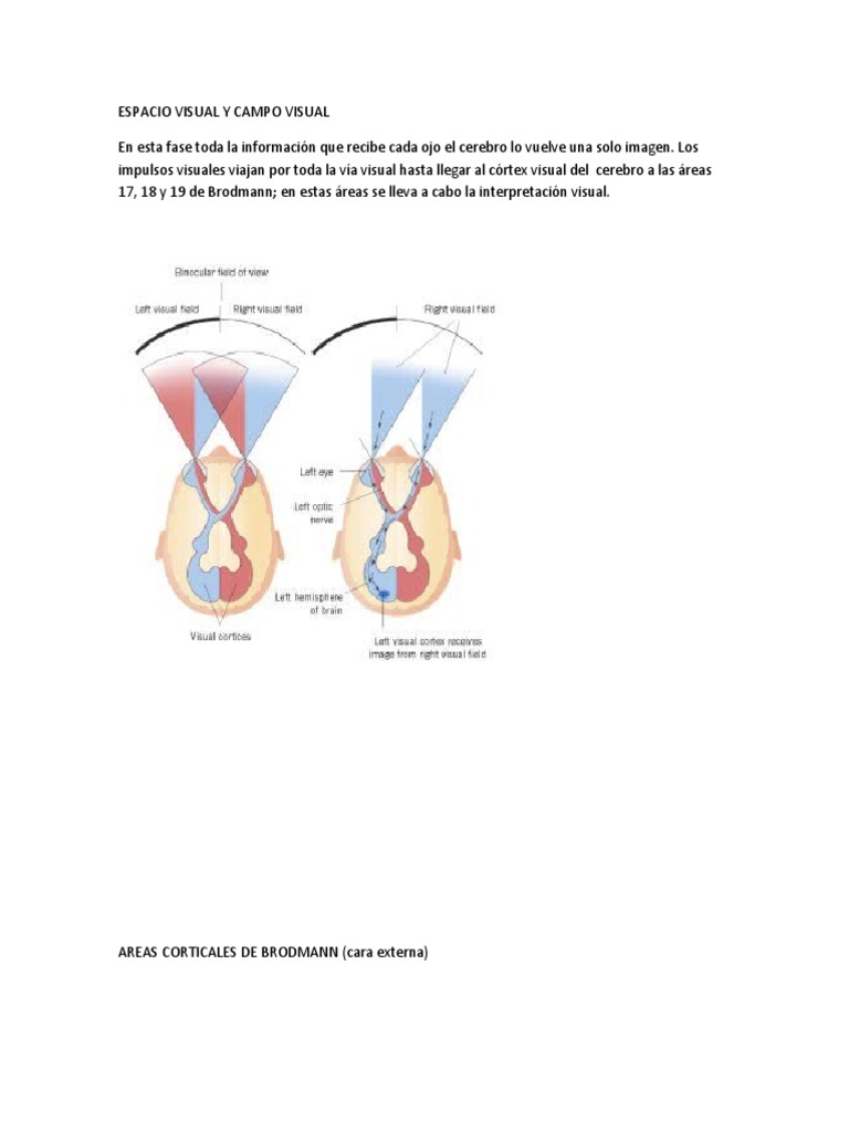 Espacio Visual y Campo Visual | PDF | Ojo humano | Percepción visual