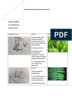 Laporan Praktikum Sementara Pteridophyta Kel 6