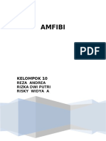 Amfibi Morfologi