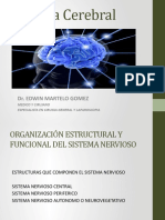 Corteza Cerebral: Estructura y Funciones Clave