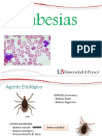 Parasitologia Babesias.