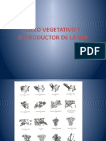 Ciclo vegetativo y reproductor de la vid