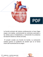 Organizacion Sistema Cardiovascular