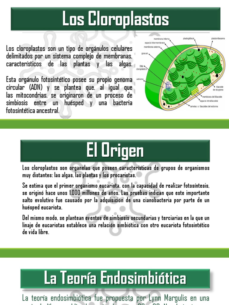 Los Cloroplastos Cloroplasto Bicapa Lipidica
