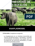 enfermedades bufalos