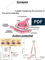 Synapse Structure and Function Explained